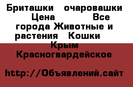 Бриташки - очаровашки.  › Цена ­ 3 000 - Все города Животные и растения » Кошки   . Крым,Красногвардейское